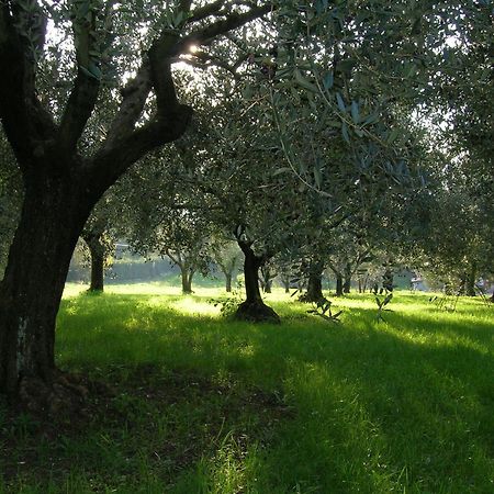 Olive Tree Hill Bed and Breakfast Zagarolo Exterior foto