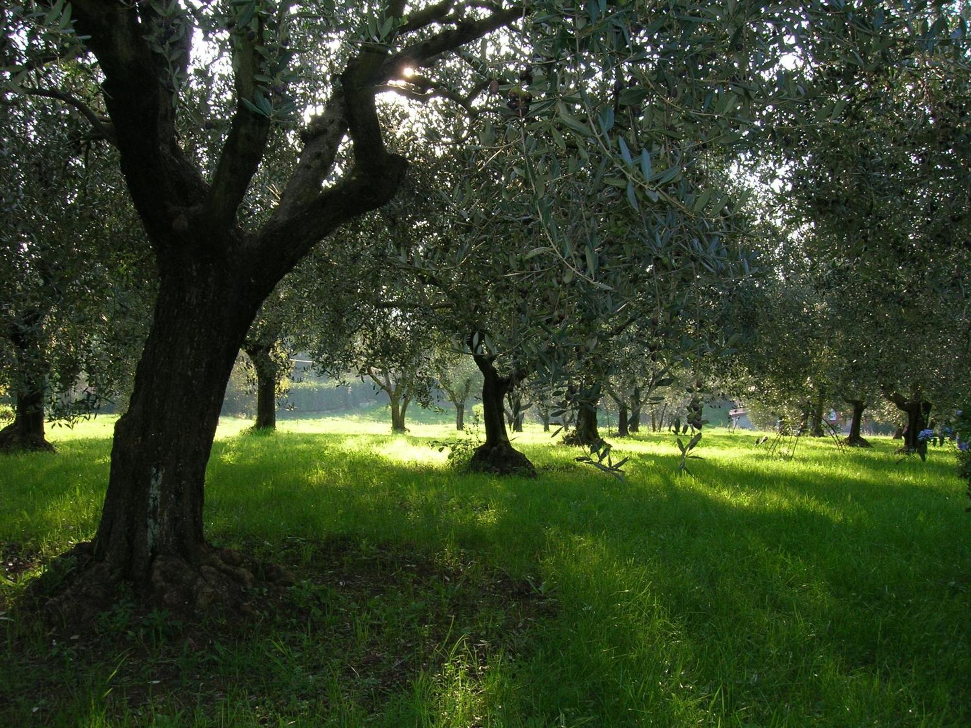 Olive Tree Hill Bed and Breakfast Zagarolo Exterior foto